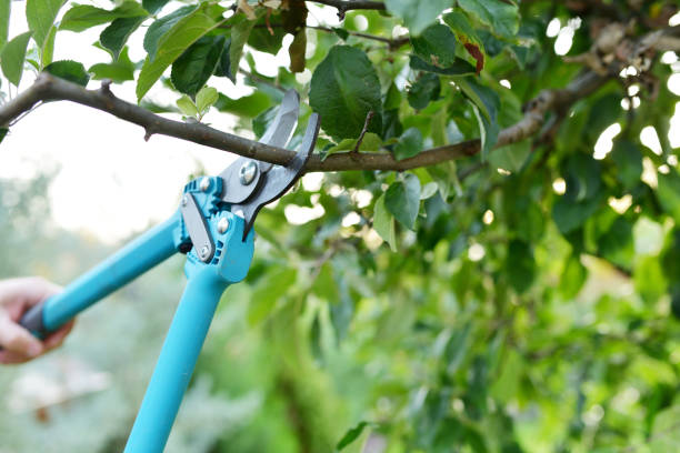 The Steps Involved in Our Tree Care Process in Lake Stevens, WA